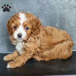 Holly, Cavapoo Puppy